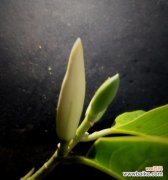 以微笑传递幸福的含笑花 含笑花的花语及其传递的快乐力量