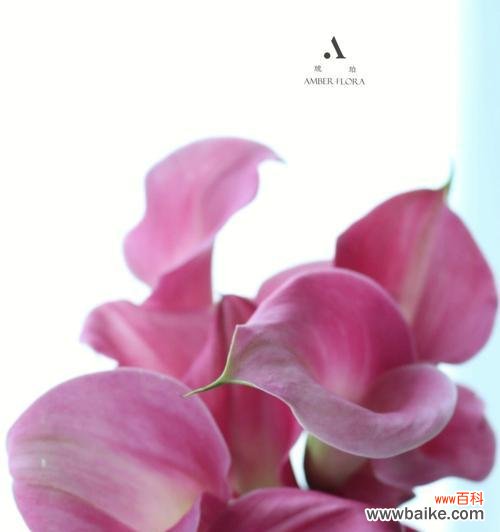 海芋的传奇故事和象征意义 海芋花语传说之美丽与坚韧