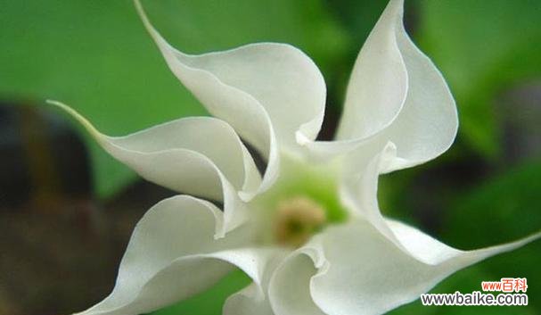 探寻海芋花的神秘符号与象征 海芋花的花语与含义