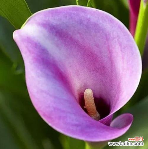 探寻海芋花的花语和生命智慧 海芋花