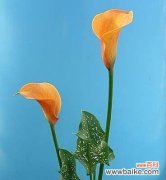 探寻海芋花的花语和生命智慧 海芋花