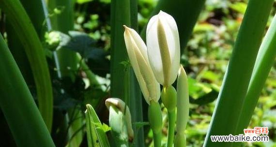 探寻海芋花的花语和生命智慧 海芋花