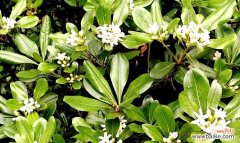 探寻海桐树的寓意与价值 海桐树——生命力与团结的象征