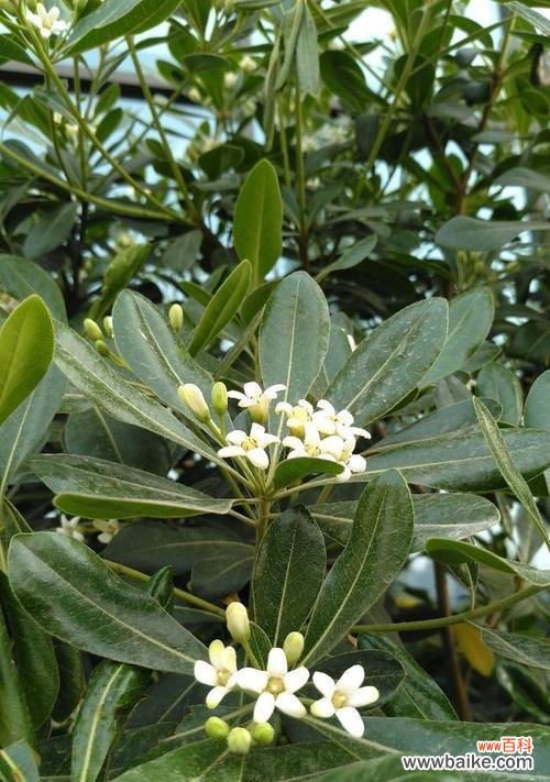 探寻海桐树的寓意与价值 海桐树——生命力与团结的象征