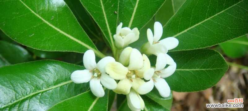 揭秘海桐花的含义与魅力 海桐花语，寄托深情的美丽