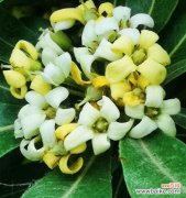 揭秘海桐花的含义与魅力 海桐花语，寄托深情的美丽