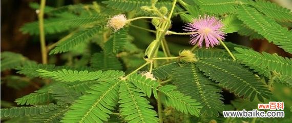 揭开含羞草花语的奥秘 含羞草花语之神秘绽放