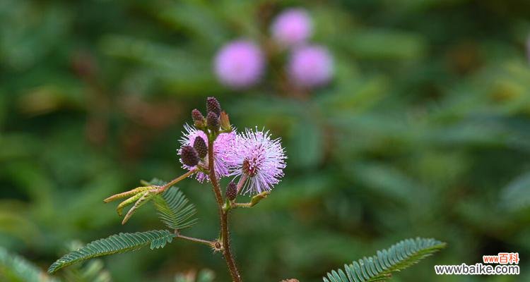 揭开含羞草花语的奥秘 含羞草花语之神秘绽放