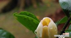 笑容背后的秘密与力量 以含笑花为象征的意义