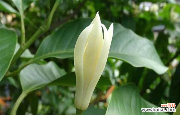 以花语传递欢乐与希望 含笑花的故事