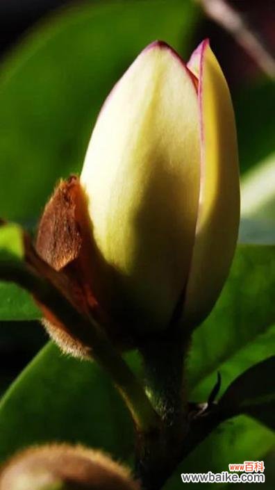 以花语传递欢乐与希望 含笑花的故事