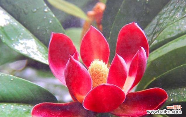 探寻活化石植物背后的宝贵信息 活化石植物的神秘代表意义