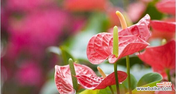 一瞥翩翩起舞的花海 火鹤花,飞舞的诗意