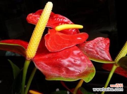 一瞥翩翩起舞的花海 火鹤花,飞舞的诗意