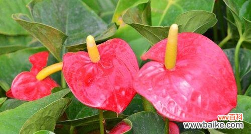 一瞥翩翩起舞的花海 火鹤花,飞舞的诗意