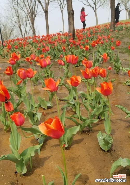 探索黄色郁金香花语的美丽之谜 黄色郁金香花语的深意