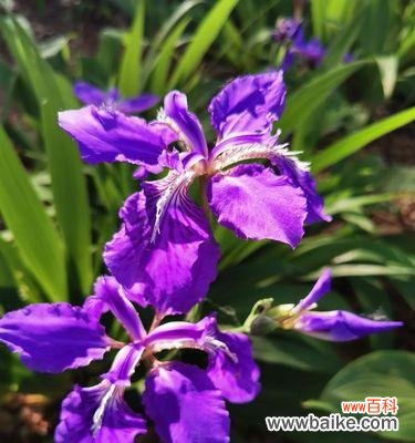 鸢尾花海洋中的金色之舞 黄色鸢尾花的花语-传递希望与欢愉