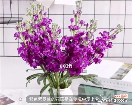 发现纯朴之美 以黄色紫罗兰花语