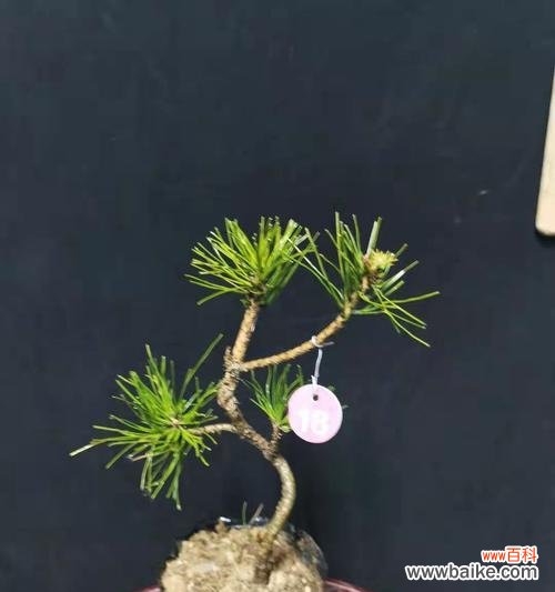 探索黄山松的精神内涵与人生智慧 黄山松的象征意义及其赋予人们的启示