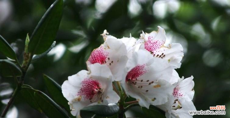 探索黄山松的精神内涵与人生智慧 黄山松的象征意义及其赋予人们的启示