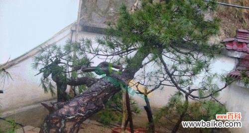 探索黄山松的精神内涵与人生智慧 黄山松的象征意义及其赋予人们的启示