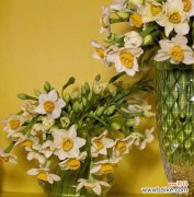 美丽花朵中的深意与情感 黄水仙花的花语与寓意