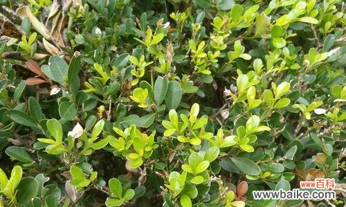 黄杨树——忍受艰难困苦却依然坚强繁衍生息 黄杨树的寓意与象征意义