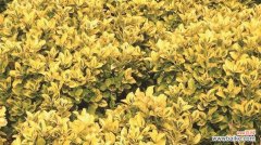 黄杨树——忍受艰难困苦却依然坚强繁衍生息 黄杨树的寓意与象征意义