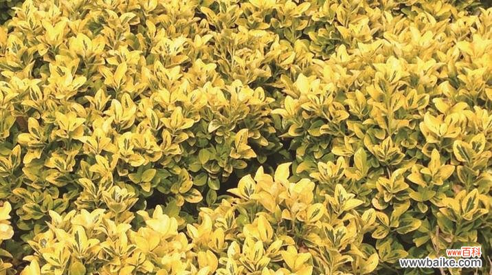 黄杨树——忍受艰难困苦却依然坚强繁衍生息 黄杨树的寓意与象征意义