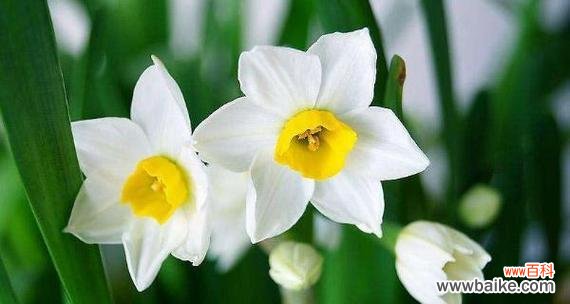 传承千年的黄水仙 黄水仙花语的传承与意义