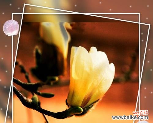 寓意芬芳 黄玉兰花之美——繁荣、纯洁与坚韧