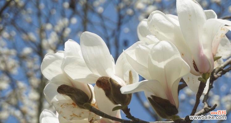 寓意芬芳 黄玉兰花之美——繁荣、纯洁与坚韧