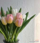 悠扬的花语传递温暖与活力 黄郁金香的花语