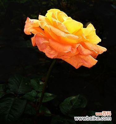 表达快乐与友谊的黄月季 黄月季花语