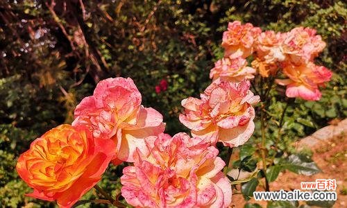 表达快乐与友谊的黄月季 黄月季花语