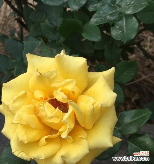 表达快乐与友谊的黄月季 黄月季花语