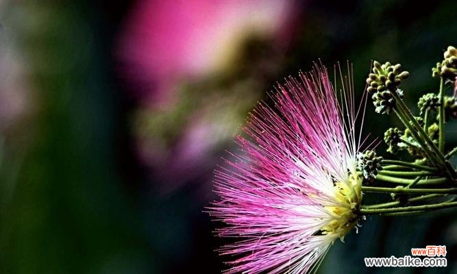 合欢花的代表寓意及其美丽的传说 合欢花
