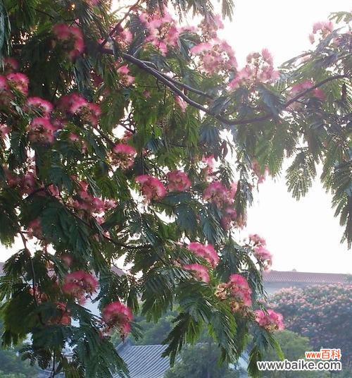 合欢花的代表寓意及其美丽的传说 合欢花