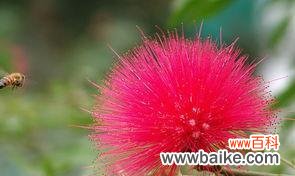 合欢花花语的意义和传承 合欢花