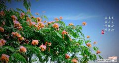 合欢花花语的意义和传承 合欢花