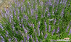 揭示韩信草的美丽秘密 韩信草的花语