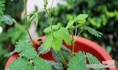 揭秘含羞草的神秘语言 含羞草的花语与寓意