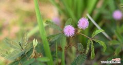 揭示含羞草的神秘面纱 含羞草花语与寓意