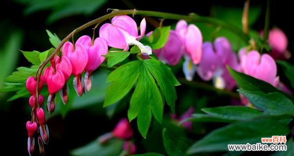 揭秘荷包牡丹的十五种含义 荷包牡丹的花语与意义