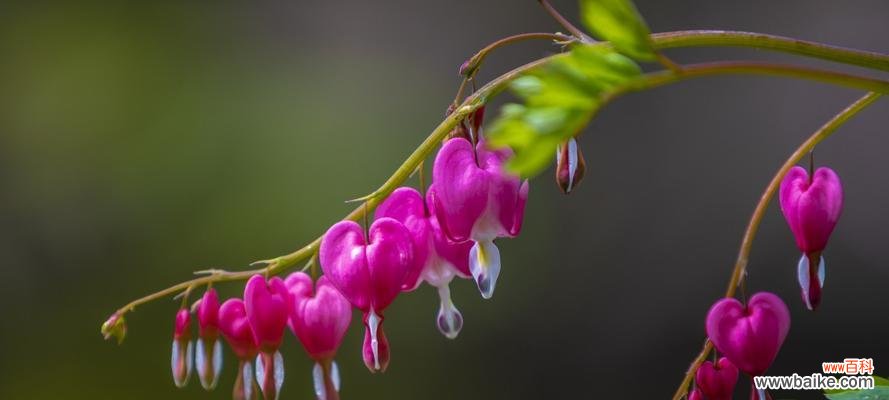 揭秘荷包牡丹的十五种含义 荷包牡丹的花语与意义