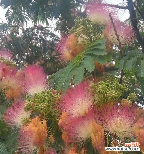 以合欢花为象征 合欢花语