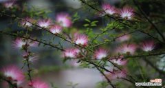 探索合欢花的花语和传承的智慧 合欢花