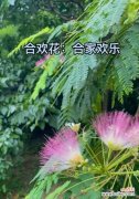 探寻合欢花的神秘力量及其寓意 合欢花的传说与花语
