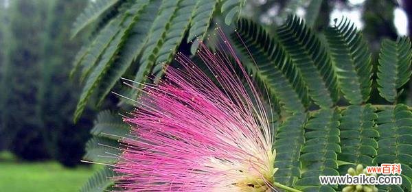 探寻合欢花的神秘力量及其寓意 合欢花的传说与花语