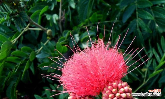 探寻合欢花的神秘力量及其寓意 合欢花的传说与花语